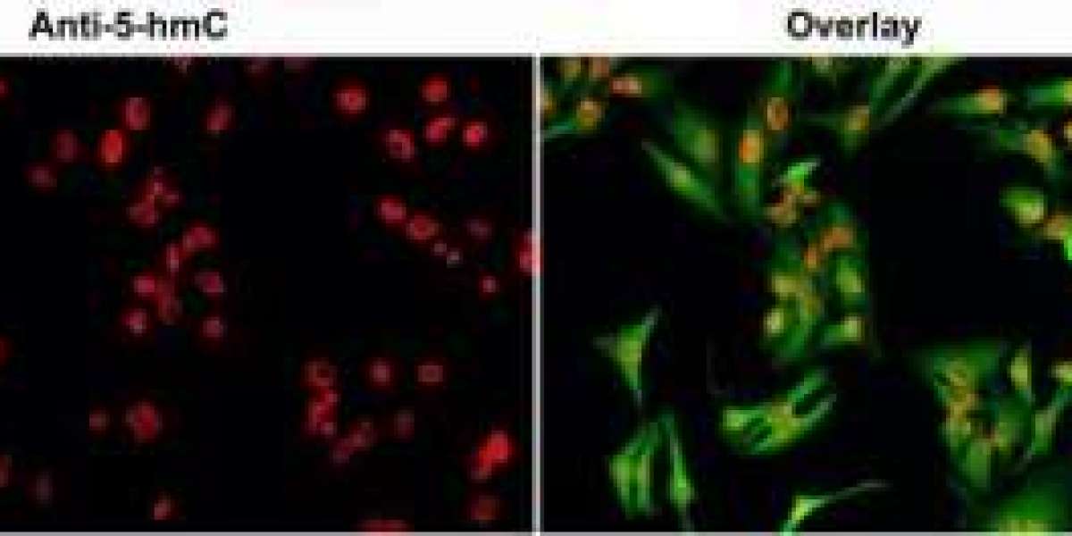 DNA/RNA Methylation Antibodies for Cancer Research