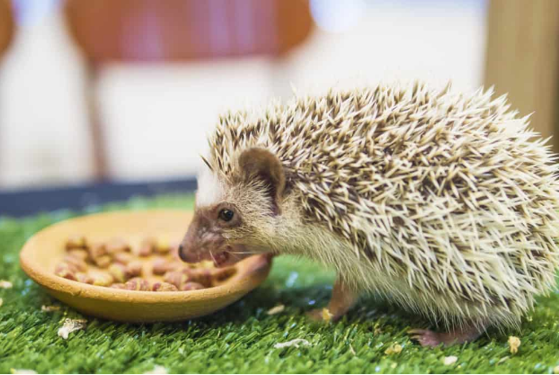 Hedgehog Food: The Best Dietary Options for Your Spiky Pet