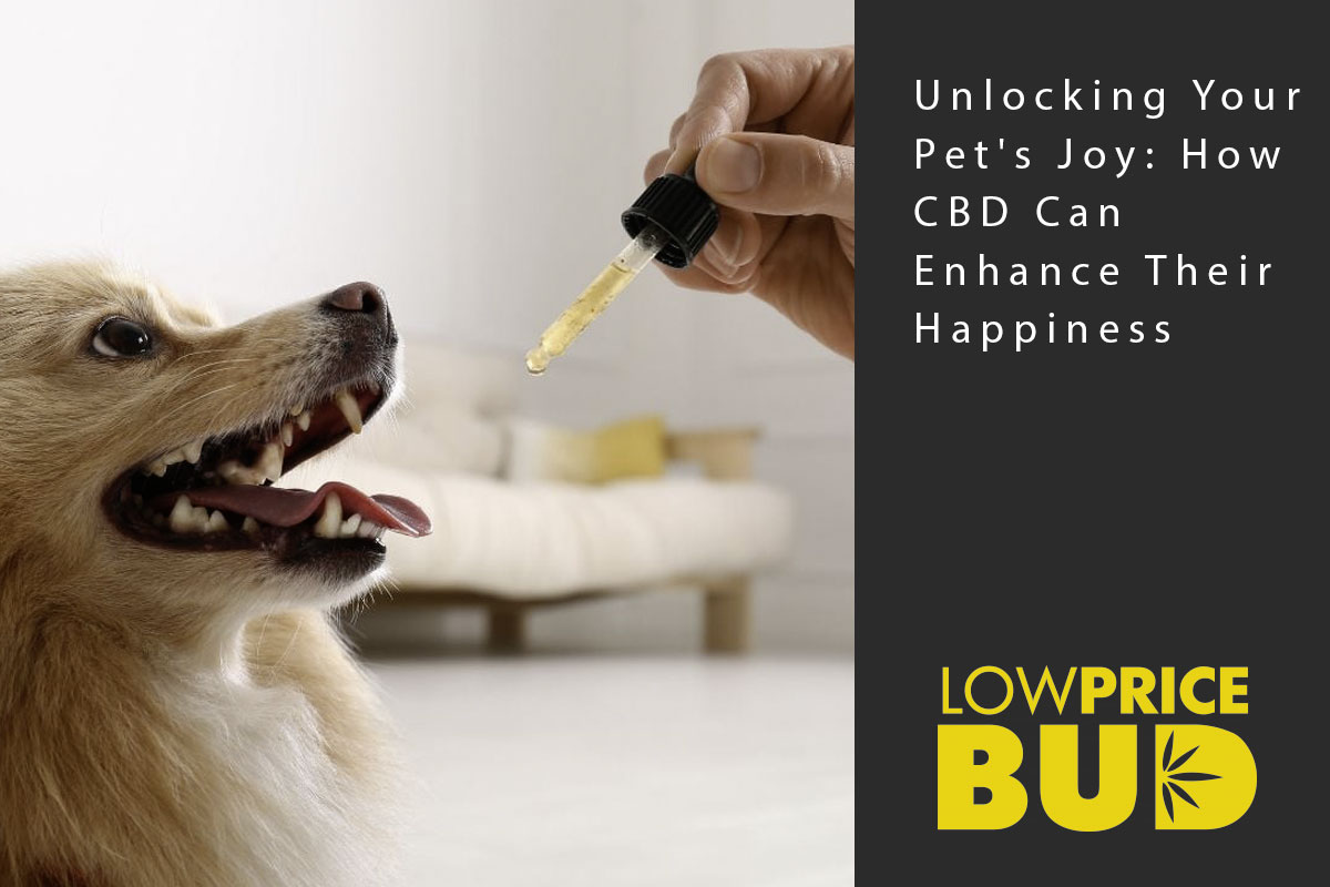 Unlocking Your Pet's Joy: How CBD Can Enhance Their Happiness - Low Price Bud