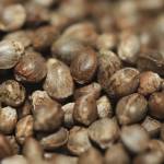 topweed Profile Picture