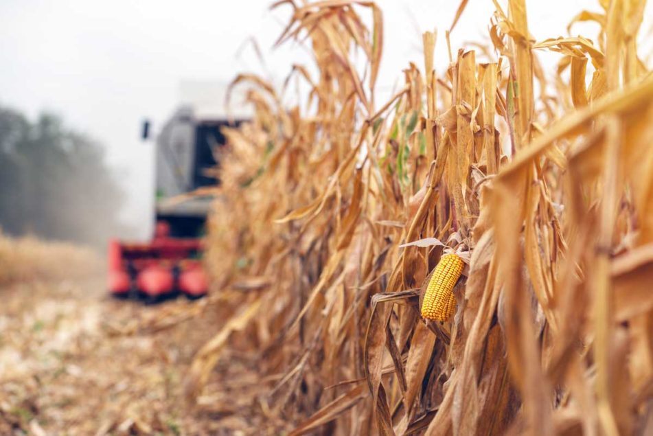 Briancornor  on NotePD: 'Amplifying Corn Yield and Profit...