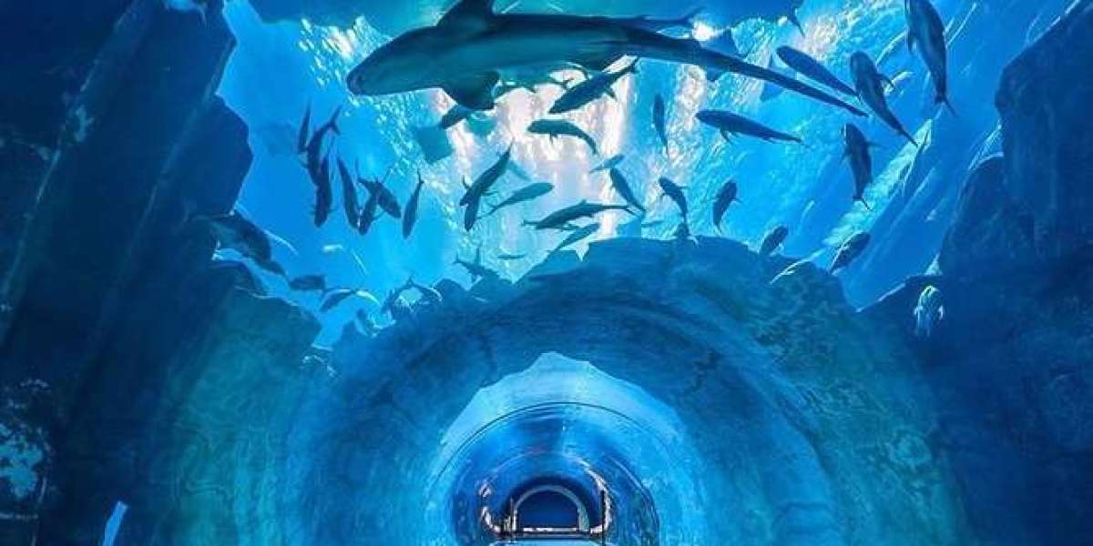 Dive into Wonder at the Dubai Aquarium & Underwater Zoo