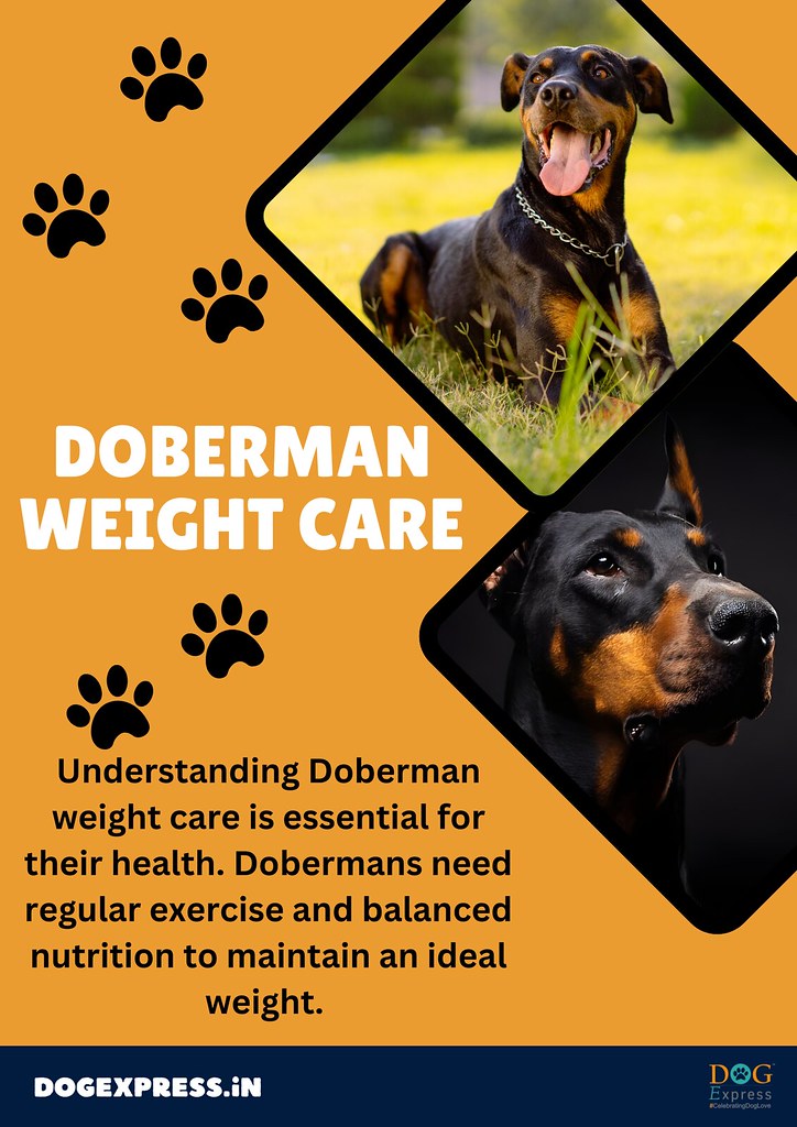 Understanding Doberman Weight Care: A Guide to Exercise an… | Flickr