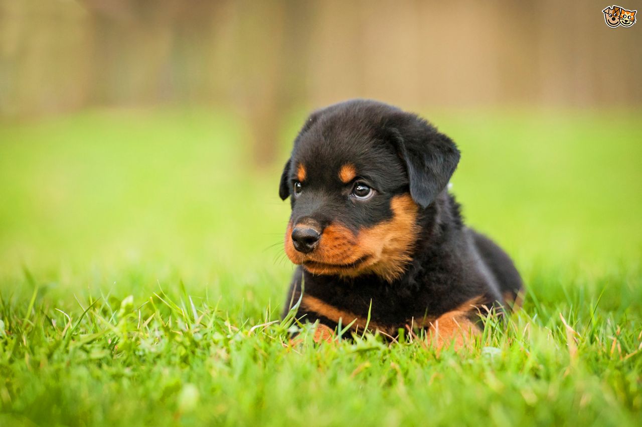 Should You Get A Rottweiler Dog In India? | DogExpress