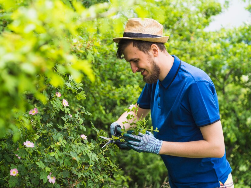 Identifying and Treating Tree Diseases in Sacramento – Business Lucid