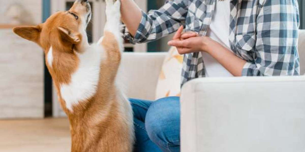 Veterinarian-Approved Joint Supplements for Dogs: A Complete Guide
