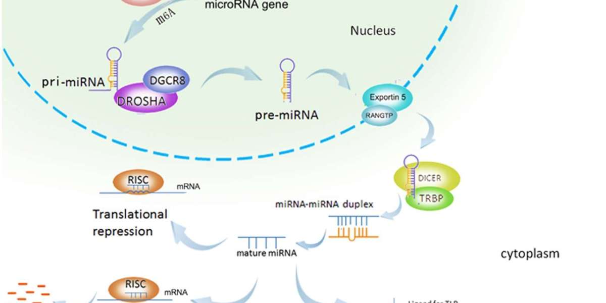 MicroRNA Market Competitive Analysis, Growth, Development Factors 2030