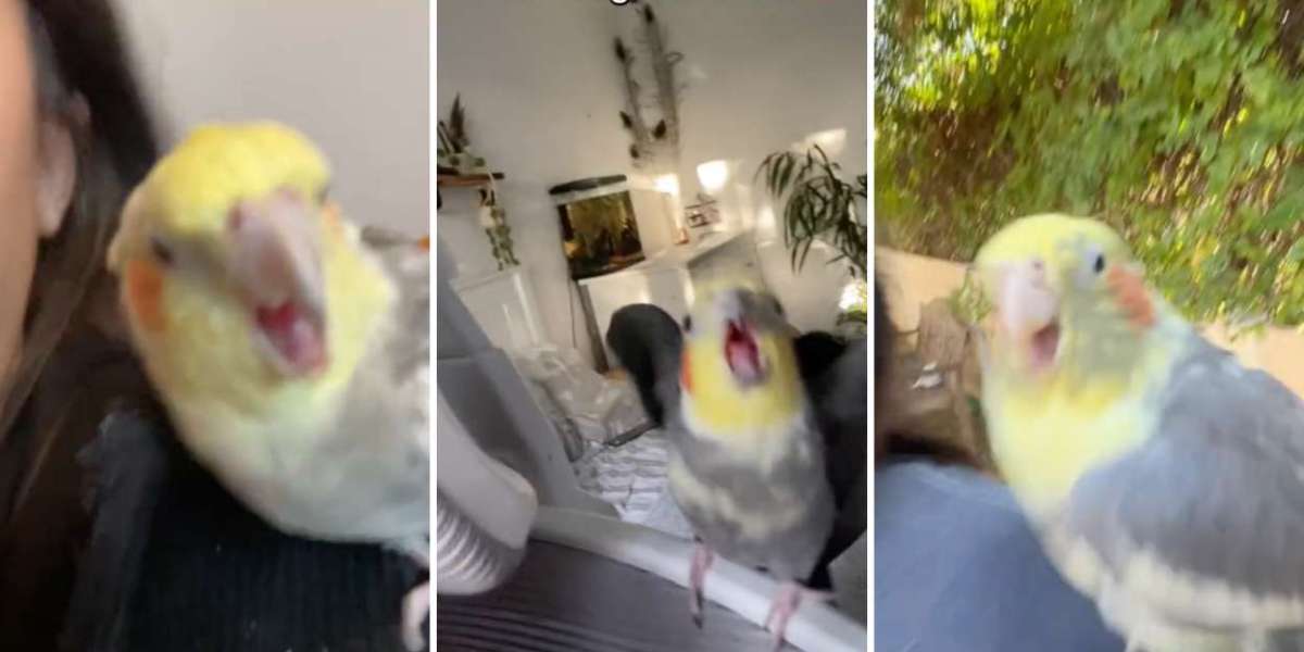 17.7M TikTok Views: Why Cockatiels Are Captivating Hearts and Setting Trends—Join the Feathered Fun Now!