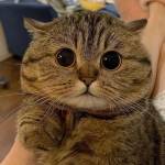 Timur Yusupov Profile Picture