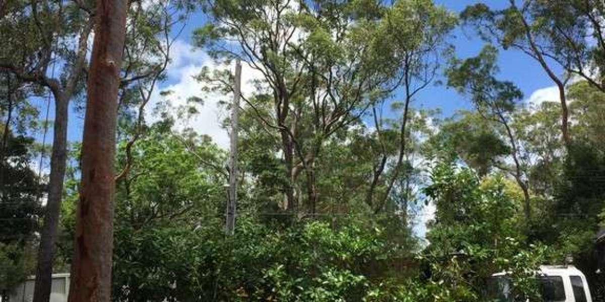 Why Regular Tree Pruning is Important in North Shore