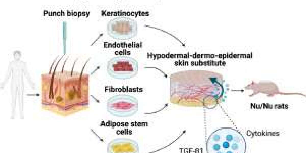 Biological Skin Substitutes Market Growth Overview & Industry Forecast Report 2031