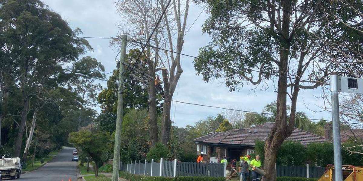 The Cost of Tree Removal Services in North Shore