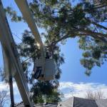 Triple T Tree Services Profile Picture