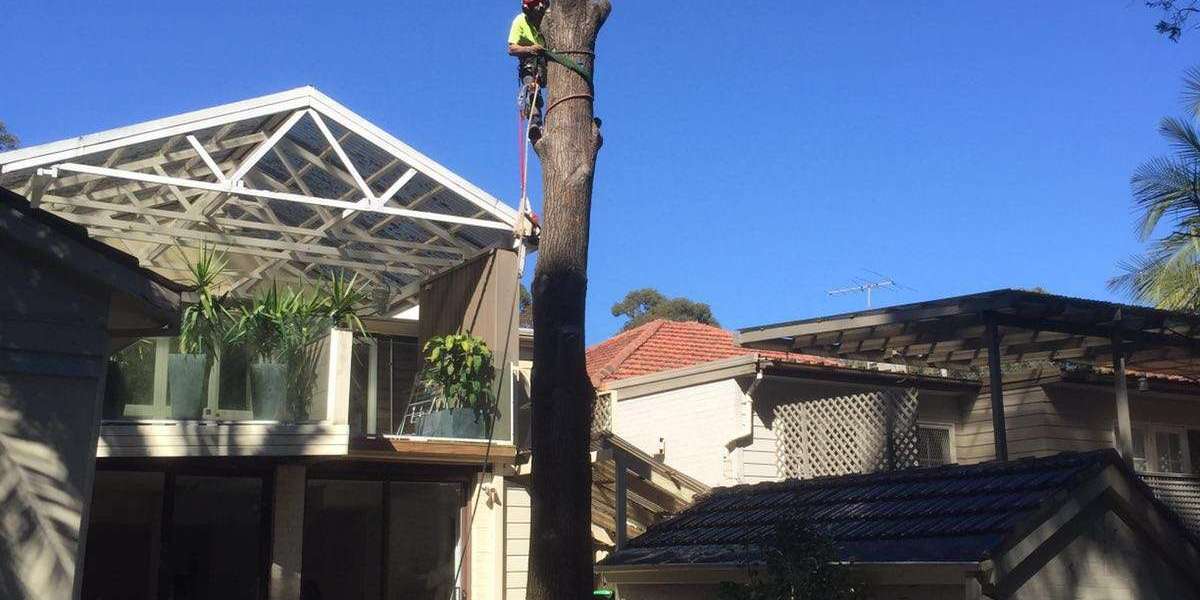 What to Look For in a Professional Tree Lopper