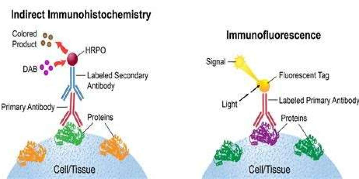 Immunohistochemistry Market Analysis, Type, Size, Trends, Key Players and Forecast 2024 to 2034