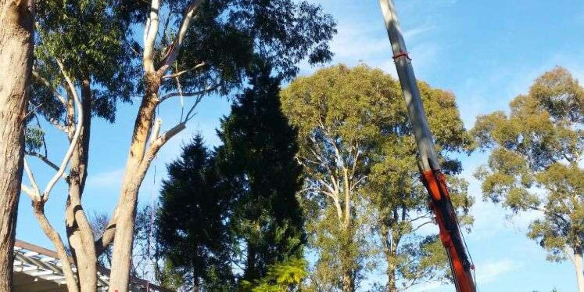 Why You Might Need Tree Removal in Sydney