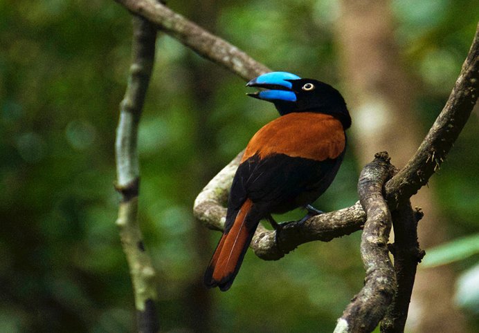 Madagascar Birding Tours | Photography Tours | by locals