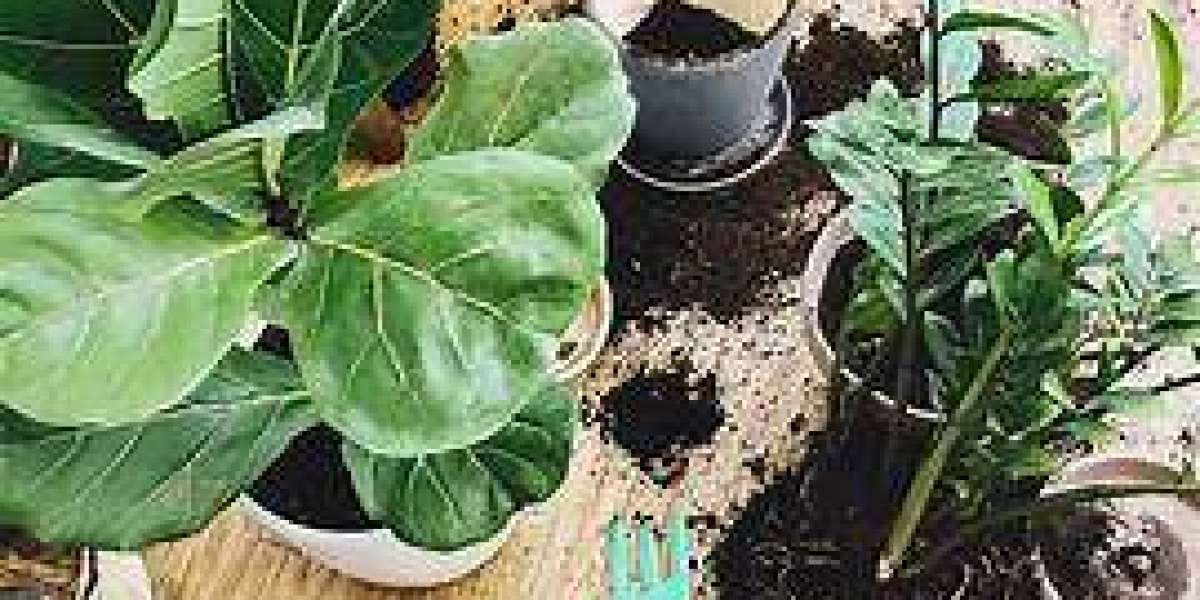 The Secret to Thriving Indoor Plants: Understanding Houseplant Compost