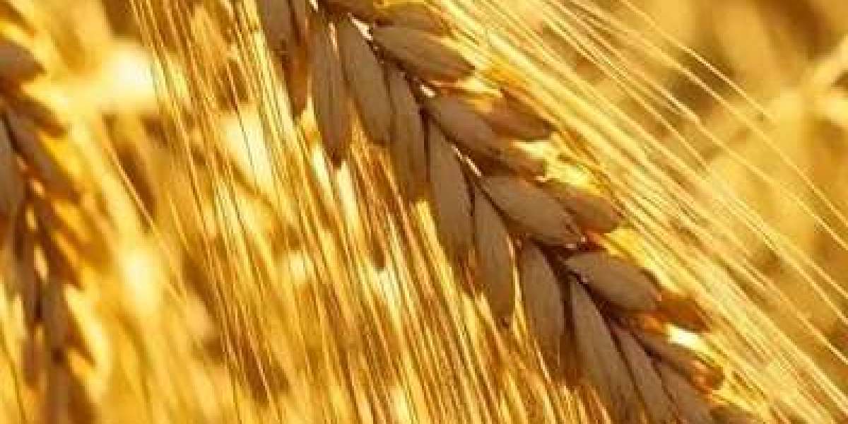 Wheat Prices: Drivers, Trends, and Future Outlook