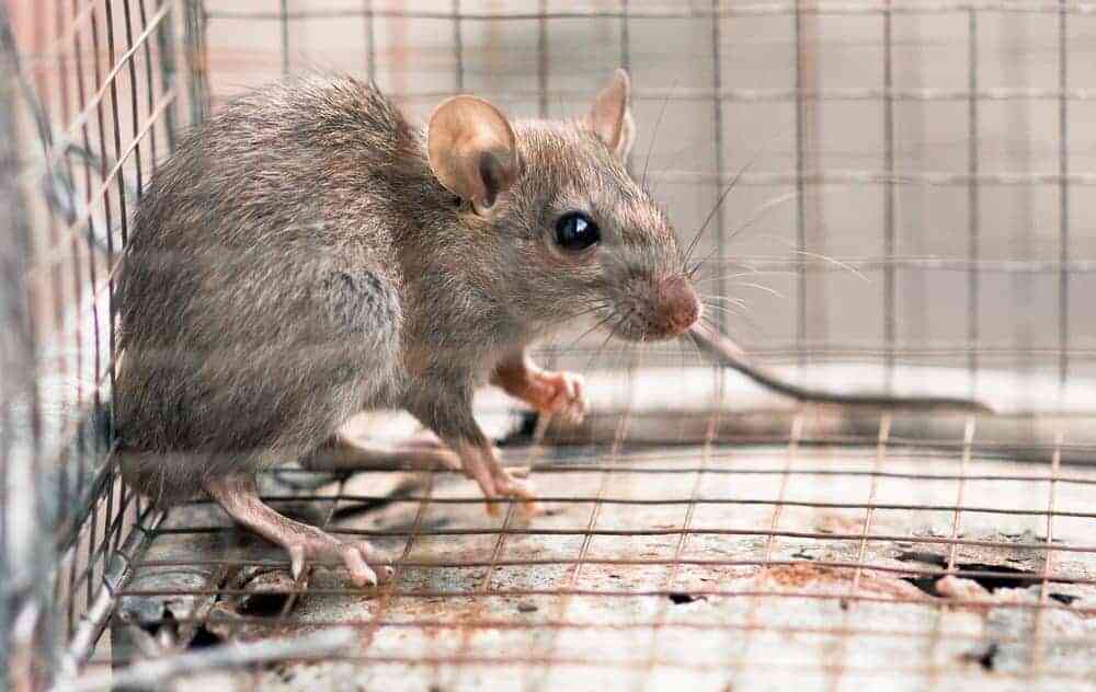 Prevent Rat Infestations: Best Practices for Rat Removal in Houston  – Content Craze