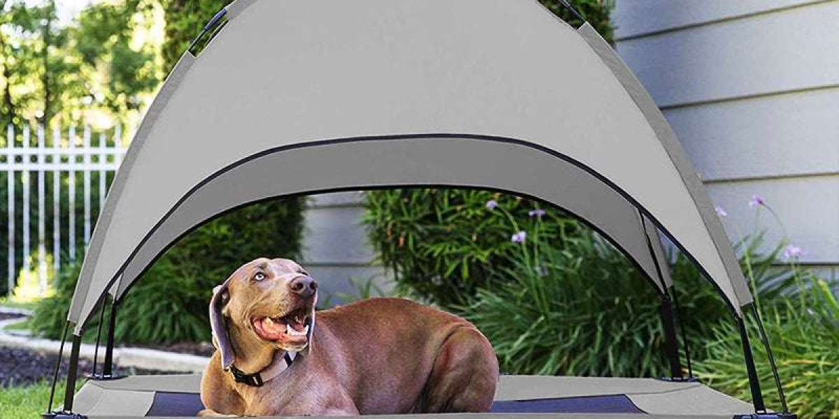 Outdoor Pet Accessories for Every Budget: Gear Up for Outdoor Fun