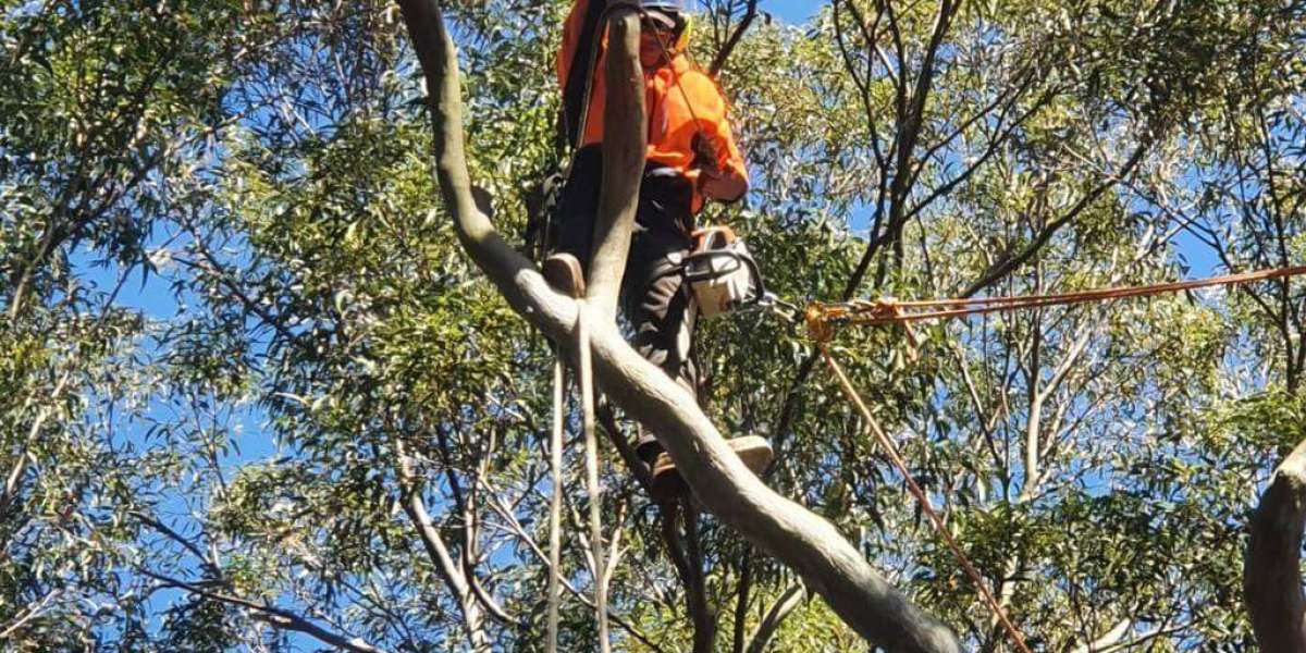 What’s Dead Wooding and Why It Matters for Your Trees