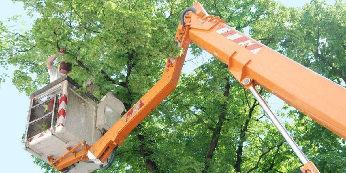 When to Call for Emergency Tree Services in North Rocks