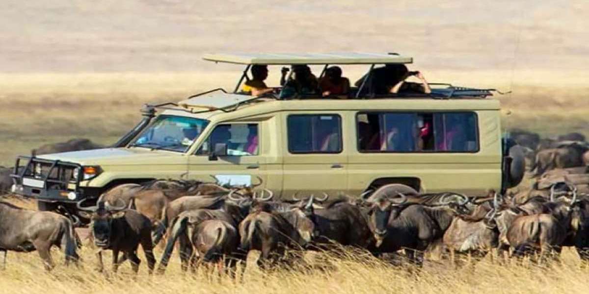 Leading Tanzania Tour Operators: Find Your Ideal Safari Package