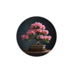 Bonsai Tree Live Profile Picture