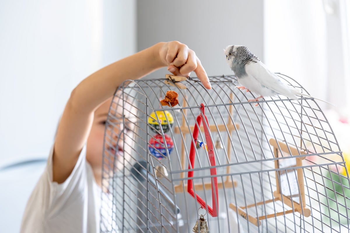 Parakeet Bird Toys Trends to Watch in the New Year | by Molly's Bird Toys | Jan, 2025 | Medium