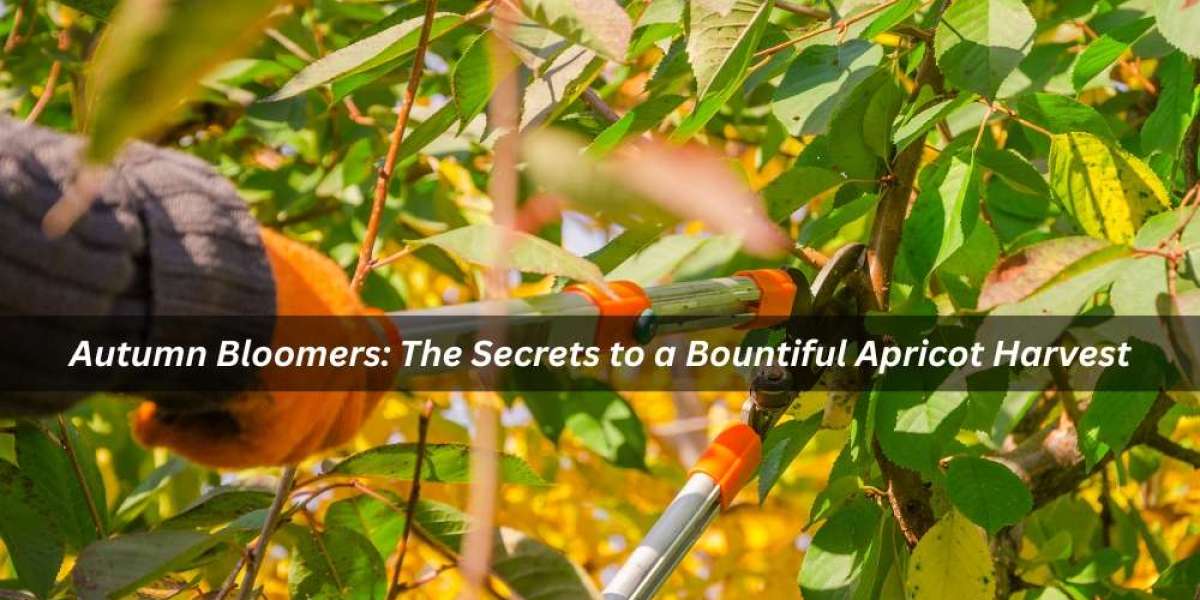 Autumn Bloomers: The Secrets to a Bountiful Apricot Harvest