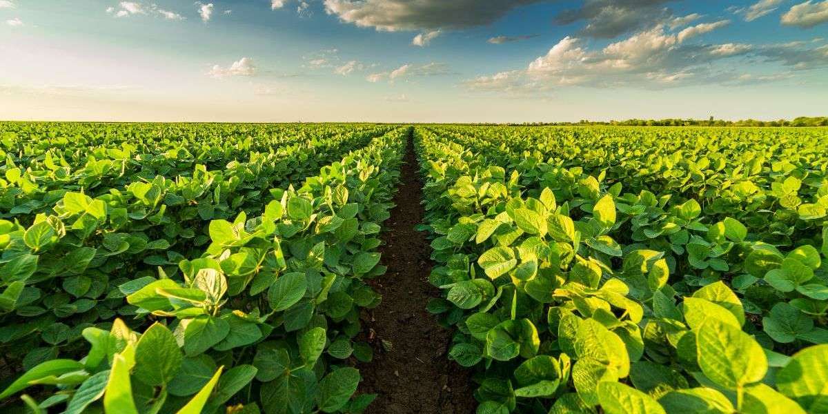 The Australian Agriculture Market: Harnessing Innovation for Sustainable Growth