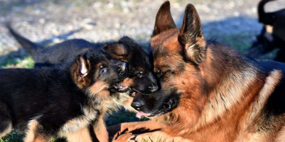 Schäferhunde Suchen ein Zuhause: Eine Reise der Hoffnung und Verantwortung