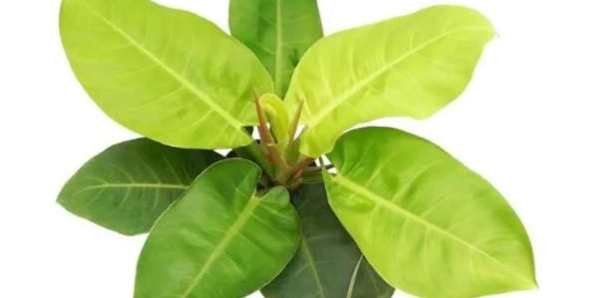 How to Grow Healthy Philodendrons – Tissue Culture vs. Traditional Methods