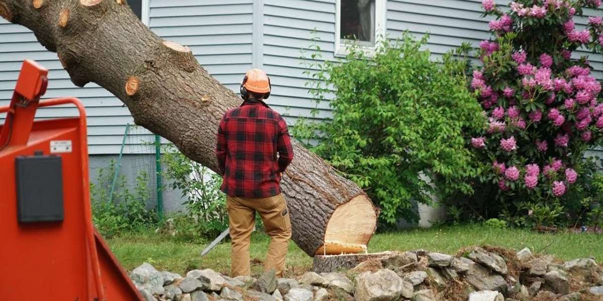 Affordable Tree Cutting Service in Your Area