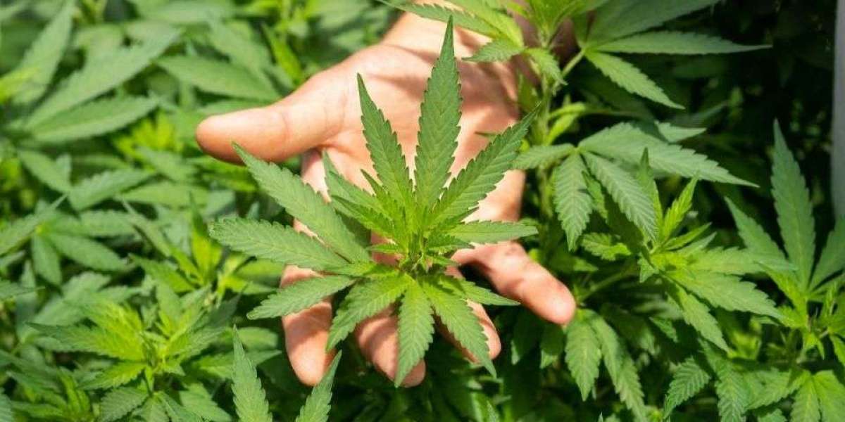 Could Weed Delivery in NYC Be the Right Option for Your Medical Marijuana Treatment?