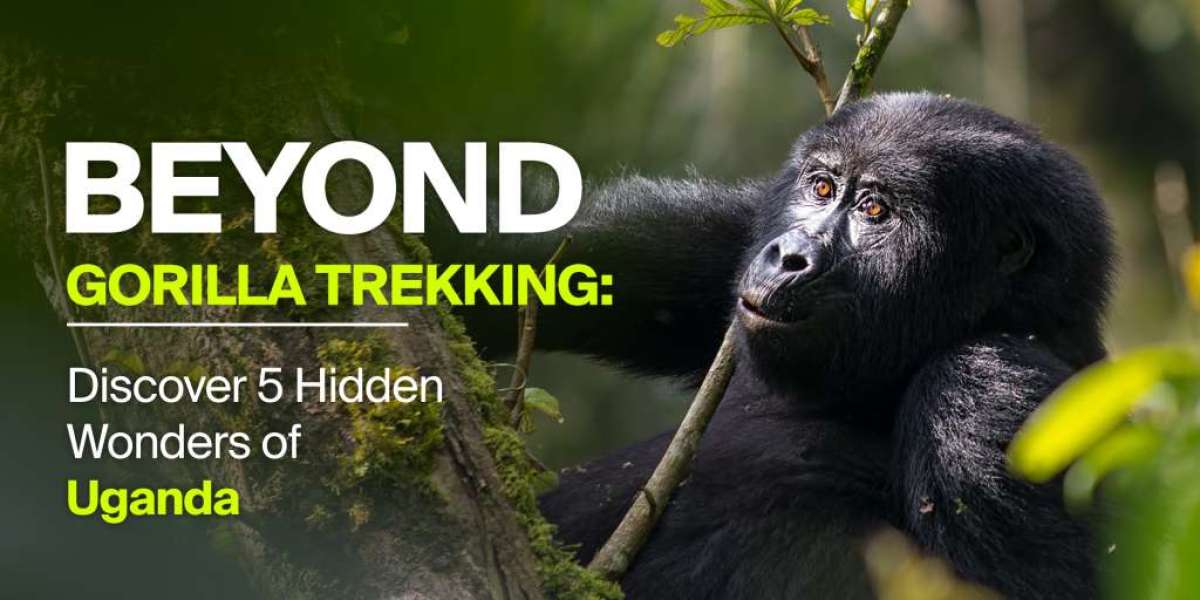 Beyond Gorilla Trekking: Discover 5 Hidden Wonders of Uganda