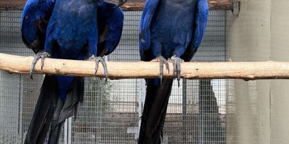 Do Macaws Make Good Pets? A Comprehensive Guide for Potential Owners