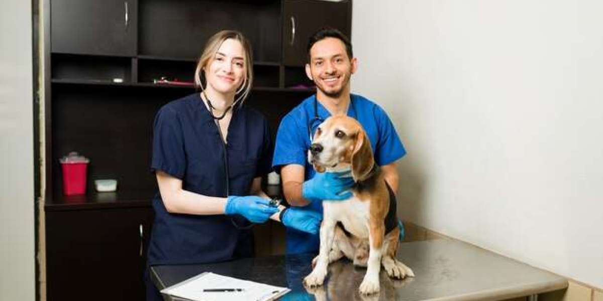 Comprehensive Veterinary Care in Qatar: Finding the Best Clinic for Your Pet