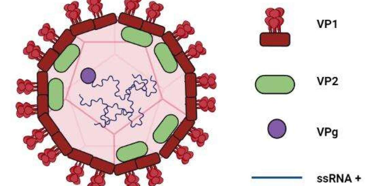 Innovative Norovirus VP1 VLP Panel for Research Use