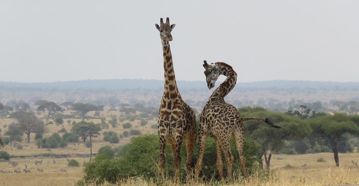 Discover Tarangire National Park: A Haven for Elephants and Unforgettable Safari Experiences with Asante Travel Group
