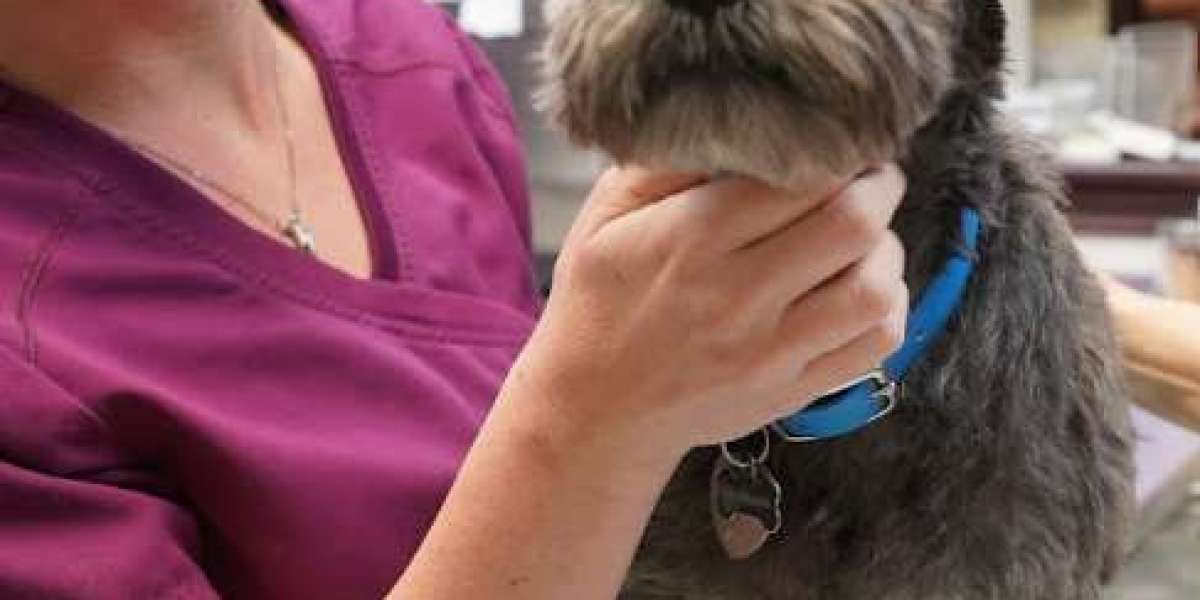 Understanding the Importance of Pet Cardiology Care