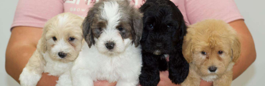 Up and Away Pups Cover Image