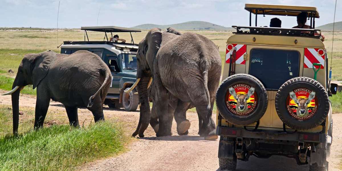 How to Choose the Best Tanzania Safari Company for Your Trip