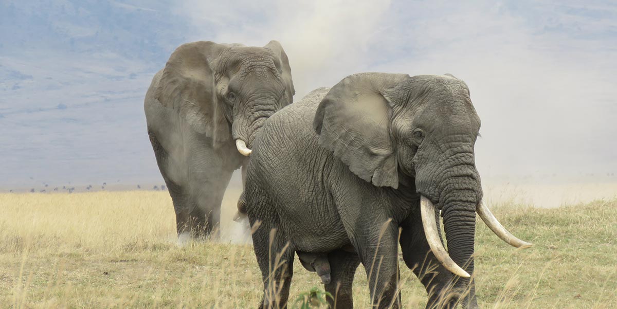 Book You Luxury and Adventure with Asante Travel Group Tanzania Safari Lodges