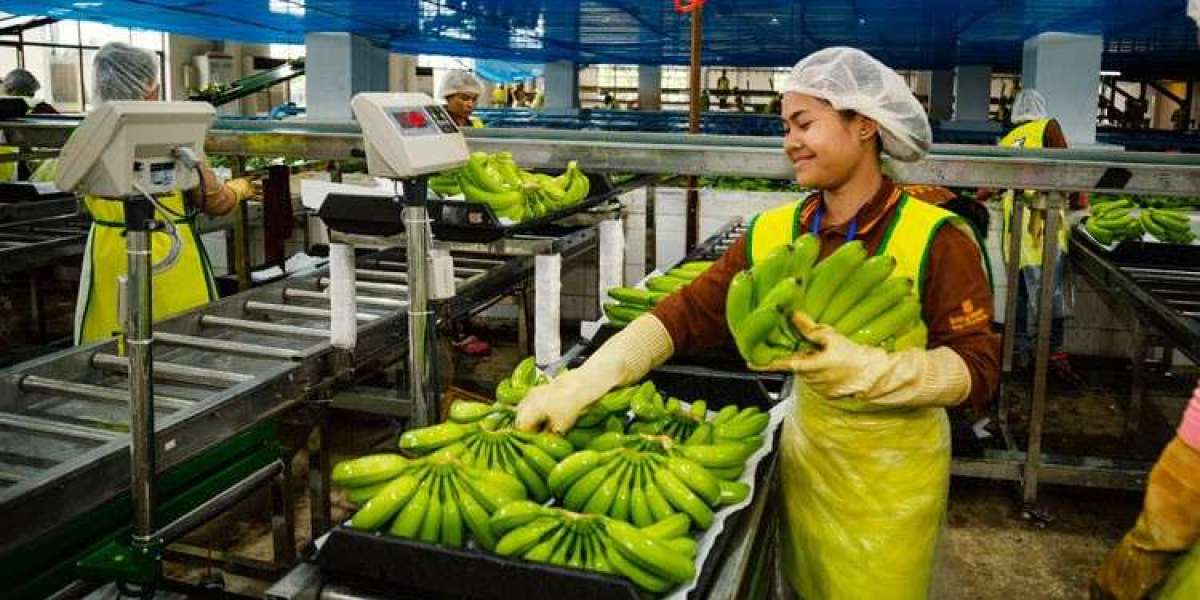 Banana Processing Plant Report 2025: Machinery Requirement, Setup Cost and Profit Margin