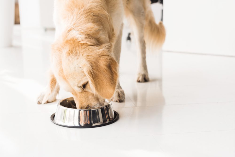 How to Find the Best Holistic Pet Health Coach for Your Pet – Pawsome Holistic