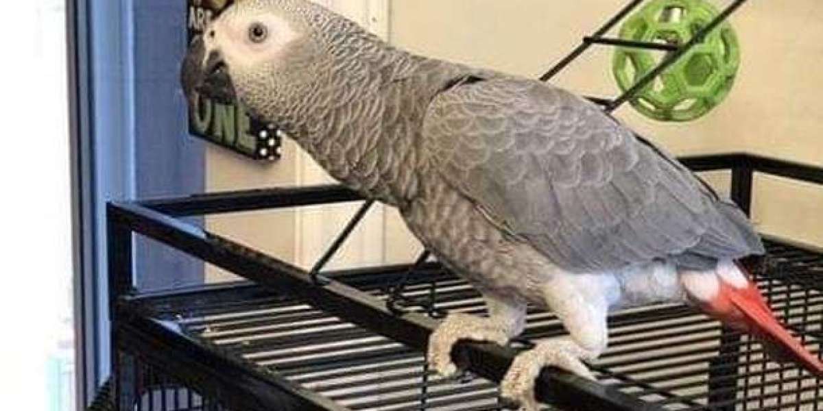 Enhancing the Lives of African Grey Parrots: A Guide to Enrichment