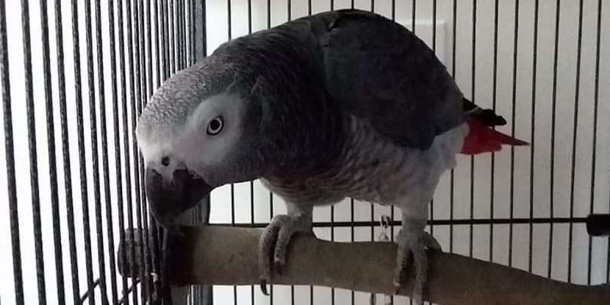 The African Grey Parrot: A Beginner’s Guide