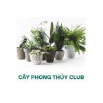 CÂY PHONG THỦY CLUB Profile Picture